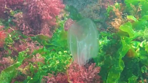 Ctenophores Penyerbu Sisir Laut Hitam Ubur Ubur Mnemiopsis Leidy Laut — Stok Video