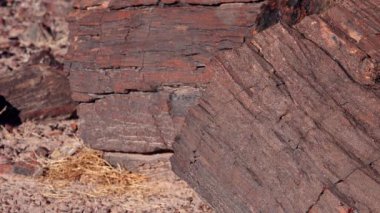 Taşlaşmış ağaç gövdeleri, çok renkli mineral kristalleri. Taşlaşmış Orman Ulusal Parkı, Arizona