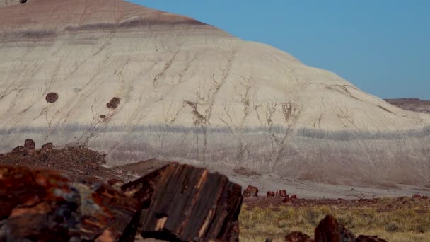 Troncos Árvores Petrificadas Cristais Multicoloridos Minerais Primeiro Plano Parque Nacional — Vídeo de Stock