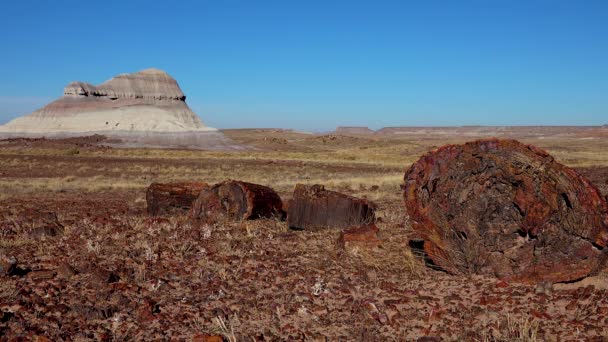 Trunks Petrified Trees Multi Colored Crystals Minerals Foreground Petrified Forest — Stock Video