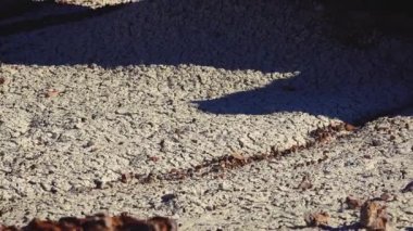 Taşlaşmış ağaç gövdeleri, ön planda çok renkli mineral kristalleri. Taşlaşmış Orman Ulusal Parkı, Arizona