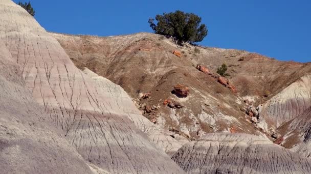石化林国家公园 古多色沉积岩的侵蚀 从这些沉积岩中冲走了石化红杉 — 图库视频影像