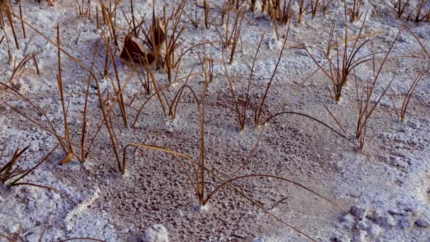 Argilla Rossa Screpolata Sale Superficie Letto Fiume Essiccato Nel Deserto — Video Stock