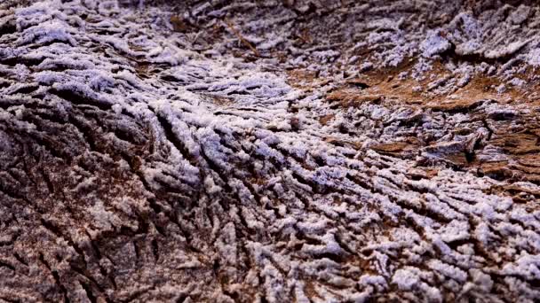 美国新墨西哥州沙漠中干涸的河床表面的碎红土和盐 — 图库视频影像