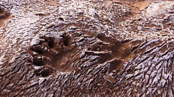 乌萨州新墨西哥州沙漠的一条干涸的河床上 一头野兽在白盐的碎裂红土上的踪迹 — 图库视频影像