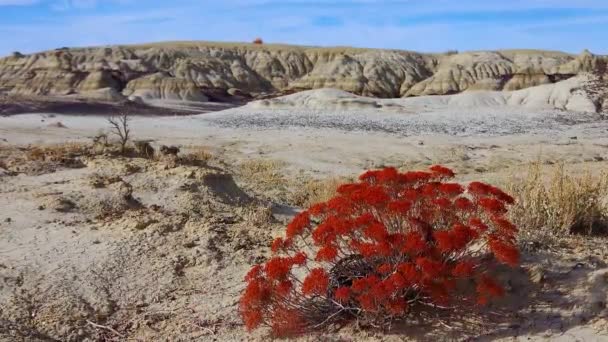 红色植物在前景中 新墨西哥Ah Shi Sle Pah荒芜研究区侵蚀造成的奇怪砂岩层 — 图库视频影像