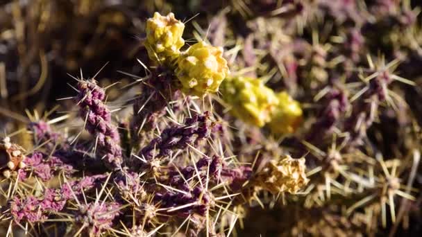 Cylindropumtia Versicolor 열매를 Prickly Cylindropumtia Yellow Beits Seeds Arizona Usa — 비디오