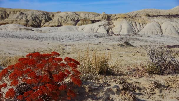 Röd Växt Förgrunden Konstiga Sandstensformationer Skapade Erosion Vid Shi Sle — Stockvideo