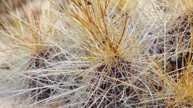 Çilekli kirpi kaktüsü, saman renkli kirpi (Echinocereus stramineus). New Mexico