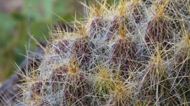 Çilekli kirpi kaktüsü, saman renkli kirpi (Echinocereus stramineus). New Mexico, ABD