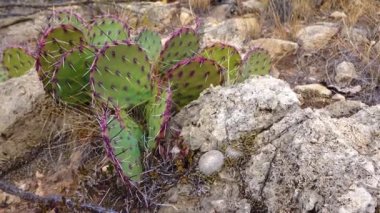Düğme kaktüsü (Epithelantha micromeris), New Mexico. Batı ve Güneybatı ABD Kaktüsü. 