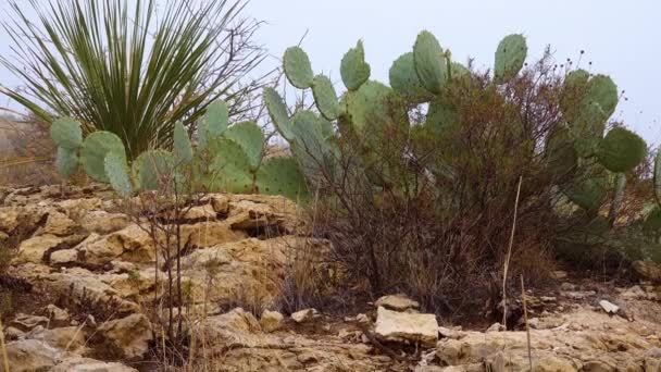 Opuntia és különböző szukkulensek (kaktuszok, yuccák) egy hegyen a füves növényzet között, Új-Mexikó