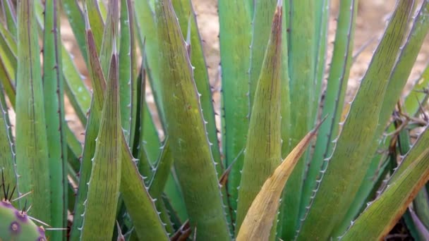 Succulent Aloe Növény Zamatos Levelek Amely Tárolja Vizet Szárazság Ideje — Stock videók