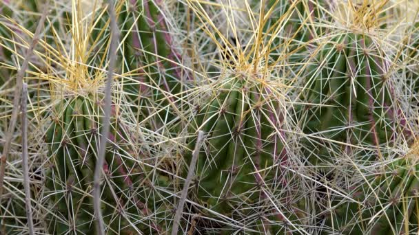 Eper Sündisznó Kaktusz Szalmaszínű Sündisznó Echinocereus Stramineus Mexikó Usa — Stock videók
