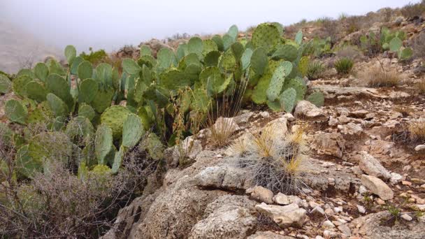 Cactus Riccio Fragole Riccio Colore Paglierino Echinocereus Stramineus Engelmann Fico — Video Stock