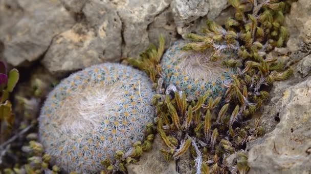 Pulsante Cactus Epithelantha Micromeris Nuovo Messico Cacti Degli Stati Uniti — Video Stock