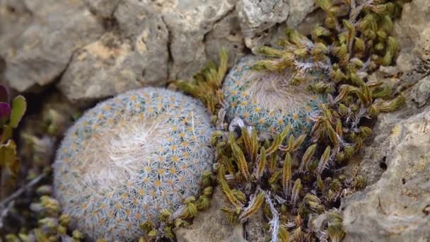 뉴멕시코 선인장 Epithelantha Micromeris Cacti West Southusa — 비디오