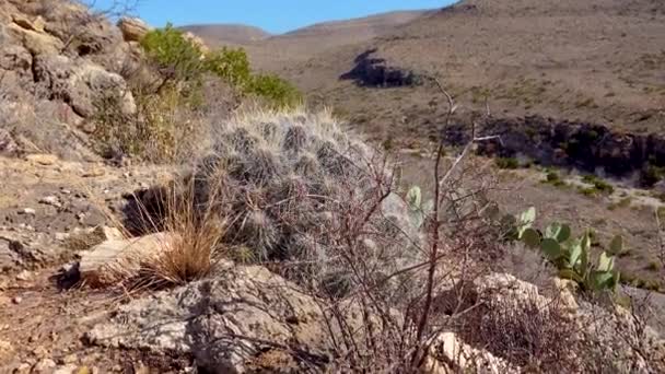 草莓刺猬仙人掌 稻草色刺猬 Echinocereus Stramineus 美国新墨西哥州西部和西南部Cacti — 图库视频影像