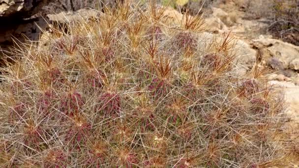 Strawberry Hedgehog Cactus Straw Colored Hedgehog Echinocereus Stramineus New Mexico — Stock Video