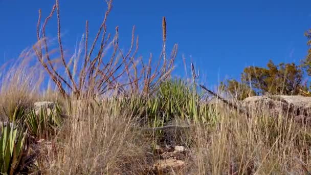 Different Succulents Aloe Agave Bark Grassy Vegetation New Mexico — Stock Video