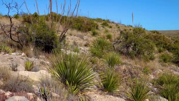 Wüstenlandschaft Gewöhnlicher Sotol Wüstenlöffel Dasylirion Wheeleri Neues Mexiko — Stockvideo