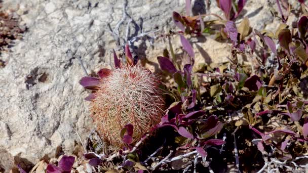 Cacti Texas Cacto Arco Íris Pitaia Amarela Texas Pitaya Echinocereus — Vídeo de Stock