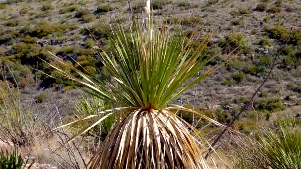 Desert Landscape Common Sotol Desert Spoon Dasylirion Wheeleri New Mexico — Stock Video