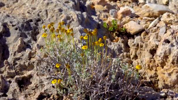 Una Planta Amarilla Del Desierto Que Florece Balancea Viento Las — Vídeos de Stock