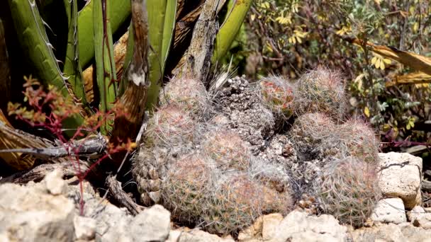 Cactus Dell Alveare Della Pannocchia Cactus Della Coda Volpe Della — Video Stock