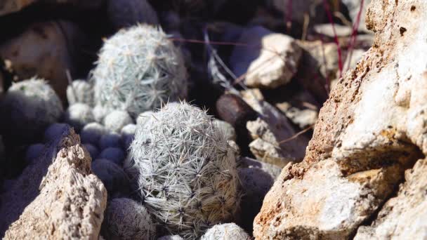 Cacti West Southwest Usa 브래디의 선인장 Pediocactus Bradyi New Mexico — 비디오