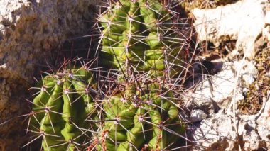 Kral fincan kaktüsü, Mojave höyük kaktüsü (Echinocereus triglochidiatus). Batı ve Güneybatı ABD New Mexico Kaktüsü