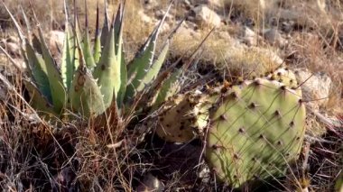 Parry 's agave (Agave parryi) ve Opuntia sp. Güney New Mexico 'da