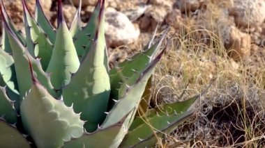 Parry 's agave (Agave parryi) Güney New Mexico' da