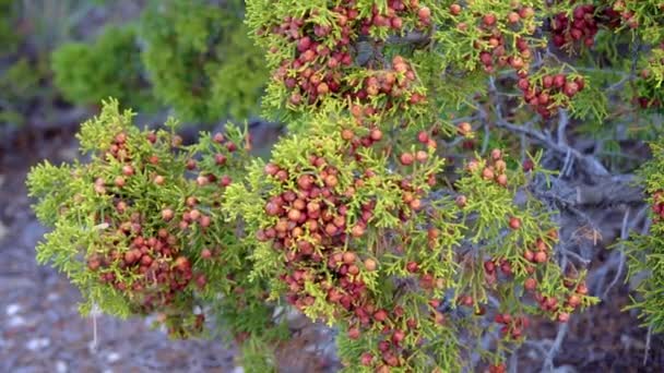 Red Fruits Seeds Swinging Branch Coniferous Plant Mountains New Mexico — Stock Video