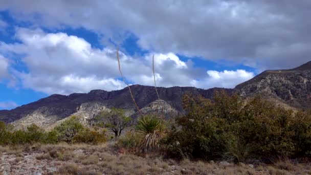 Övergivna Bergslandskap Yuccas Och Kaktusar Mot Bakgrund Berg Med Åskmoln — Stockvideo