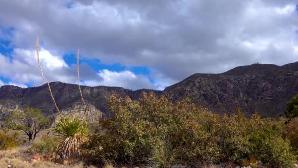 황폐된 선인장들 우레같은 구름으로 배경으로 뉴멕시코 — 비디오