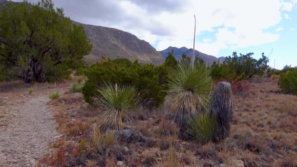 Yuccas Und Kakteen Vor Der Kulisse Von Bergen Mit Gewitterwolken — Stockvideo