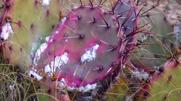 Parazitický Hmyzí Kosinec Listech Kaktusu Opuntia Novém Mexiku Usa — Stock video