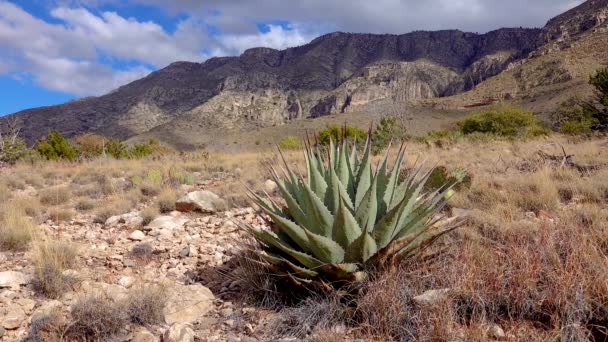 Parry Agave Agave Parryi South New Mexico — Stock Video