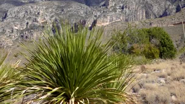 Wüstenlandschaft Gewöhnlicher Sotol Wüstenlöffel Dasylirion Wheeleri Neues Mexiko — Stockvideo