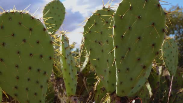 Pera Espinosa Chenille Bigotes Rojos Vaquero Opuntia Aciculata Cactus Del — Vídeos de Stock
