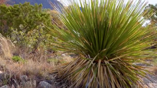 新墨西哥州的沙漠景观 常见的索托尔 沙漠勺子 Dasylirion Whetilii 新墨西哥 — 图库视频影像