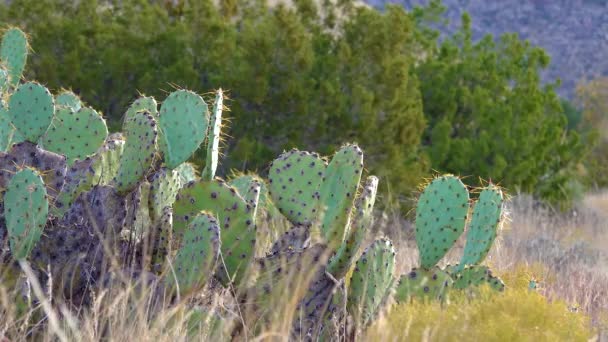 Chenille Prickly Pear Cowboy Red Whiskers Opuntia Aciculata Cacti West — Stock Video
