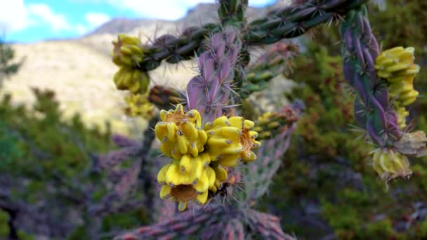 Boom Cholla Wandelstok Cholla Cilindropuntia Imbricata Geel Fruit New Mexico — Stockvideo