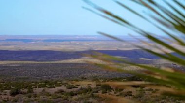 New Mexico 'da çöl manzarası, yaygın sotol, çöl kaşığı (Dasylirion wheeleri). New Mexico
