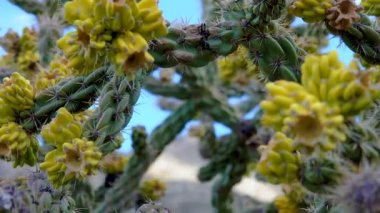 Ağaç cholla, baston cholla (sillindropuntia imbricata), sarı meyve. New Mexico, ABD