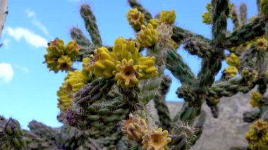 Ağaç cholla, baston cholla (sillindropuntia imbricata), sarı meyve. New Mexico, ABD