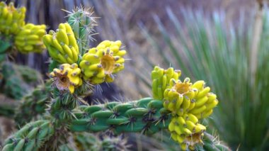 Ağaç cholla, baston cholla (sillindropuntia imbricata), sarı meyve. New Mexico, ABD