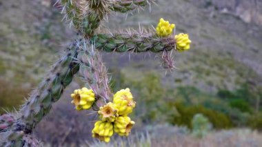 Ağaç cholla, baston cholla (sillindropuntia imbricata), sarı meyve. New Mexico, ABD