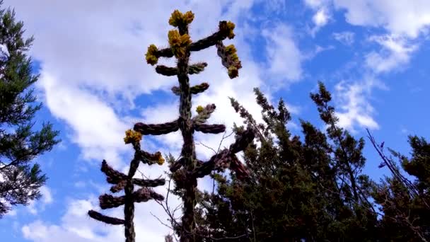 Tree Cholla Walking Stick Cholla Cylindropuntia Imbricata Žluté Ovoce Nové — Stock video